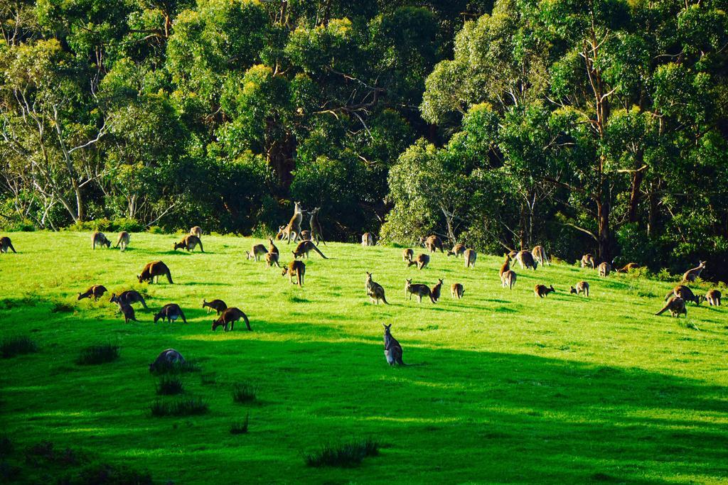 Southern Anchorage Retreat Wattle Hill Buitenkant foto